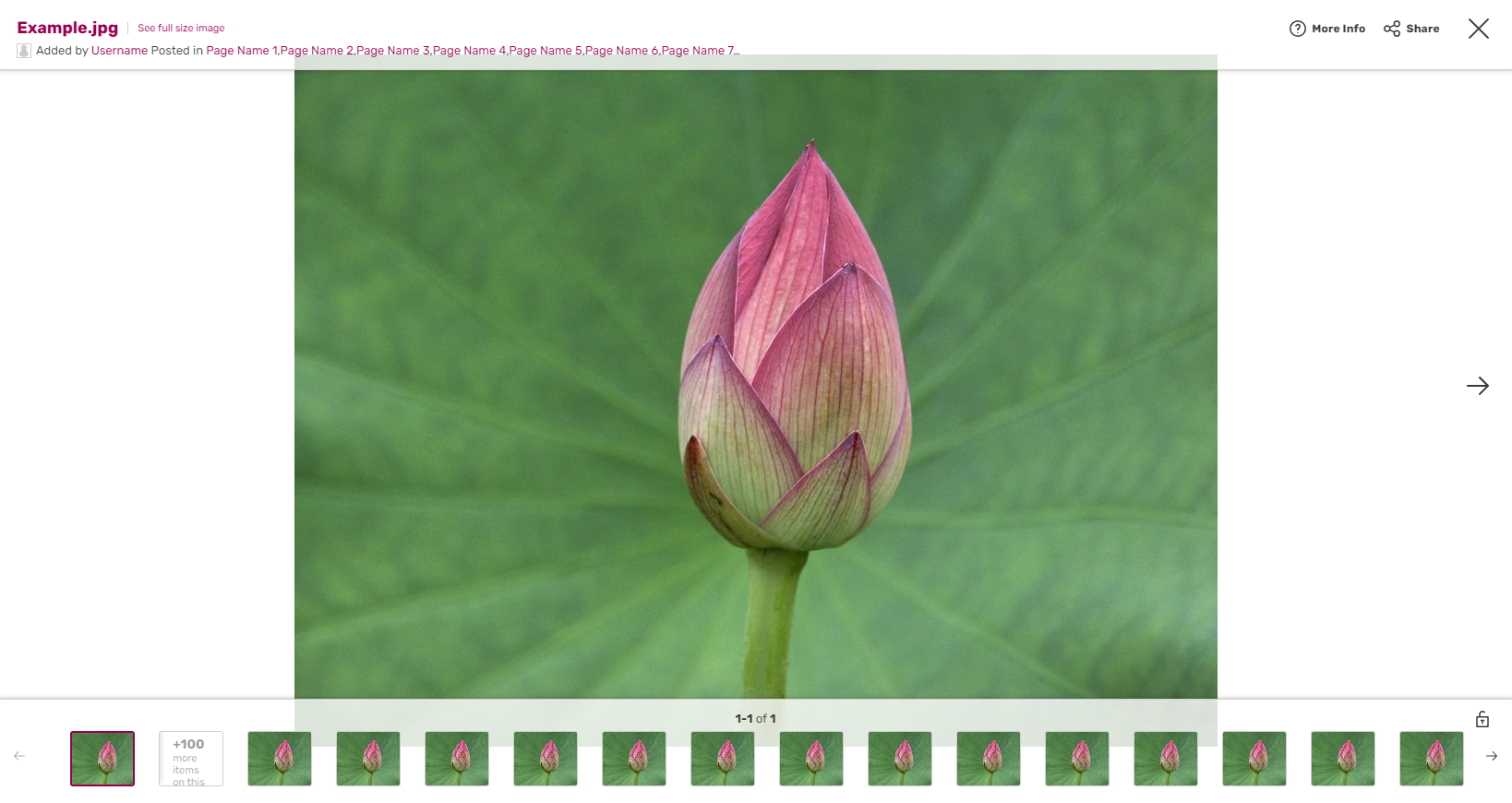 How to edit the photos for your template – THE FOURTH BUD
