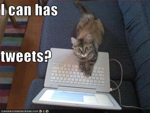 Lolcat-i-can-has-tweets