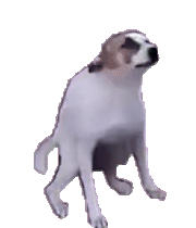 Doggo dance.gif