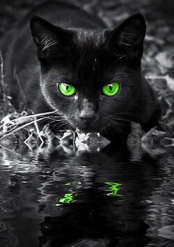 BlackKitty.jpg