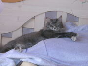 Silver resting peacefully.jpg