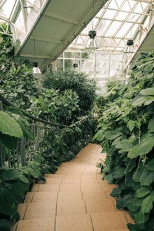 Aesthetic Greenhouse Plants.jpeg