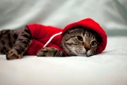 Me (as a cat) in a hoodie