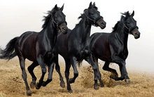 Black-Horses