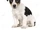 2935162-Jack-Russell-2-meses-delante-de-un-fondo-blanco--Foto-de-archivo.jpg