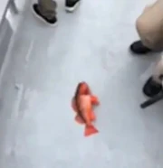 Fishsocoolyayayayayayayayayaya
