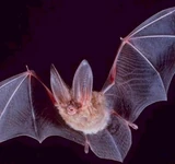 This is a bat