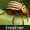 DE-Tiere-insects.jpg