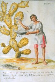 Indian collecting cochineal