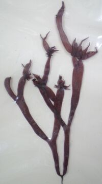 El alga Gloiopeltis furcata(Endocladiaceae), componente del funori japonés.