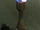 FlammenfärbungB.png