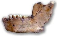 Atlanthopus mauritanicus.jpg (494 kB) Mandíbula de Ternifine (Atlanthropus mauritanicus)