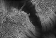 Titanium oxide nanotubes,  image.