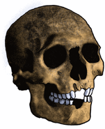 Mechta el-Arbi.png (55 kB) Cráneo tipo Mechta el-Arbi, con avulsión de incisivos