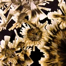 Détail des cristaux argentés sur fond noir par Bill Boyd