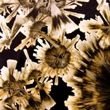 Détail des cristaux argentés sur fond noir par Bill Boyd