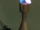 FlammenfärbungCu.png
