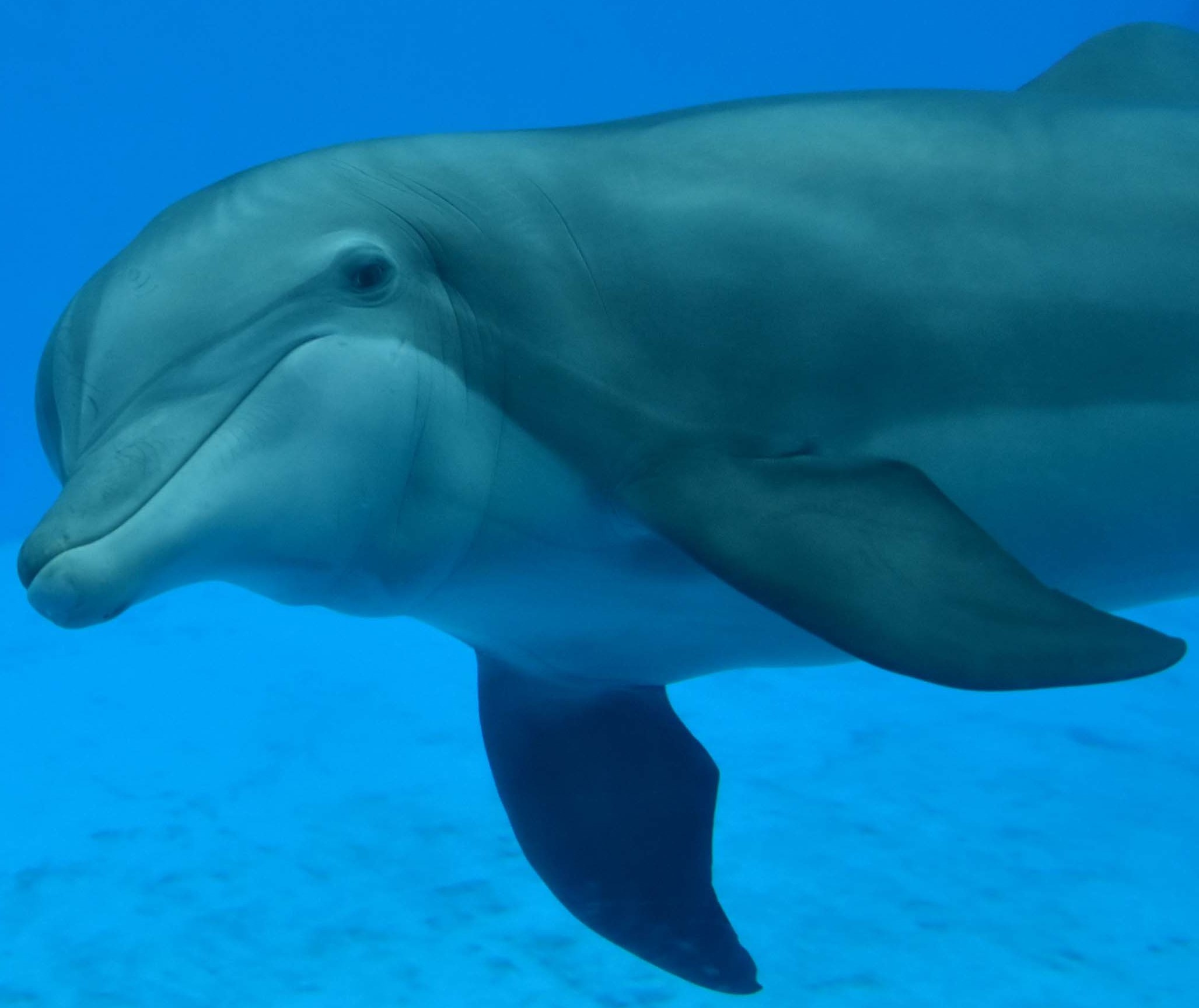 Allie (DCDK-1987) | Cetacea Wiki | Fandom Allie (DCDK-1987) | Cetacea Wiki | Fandom