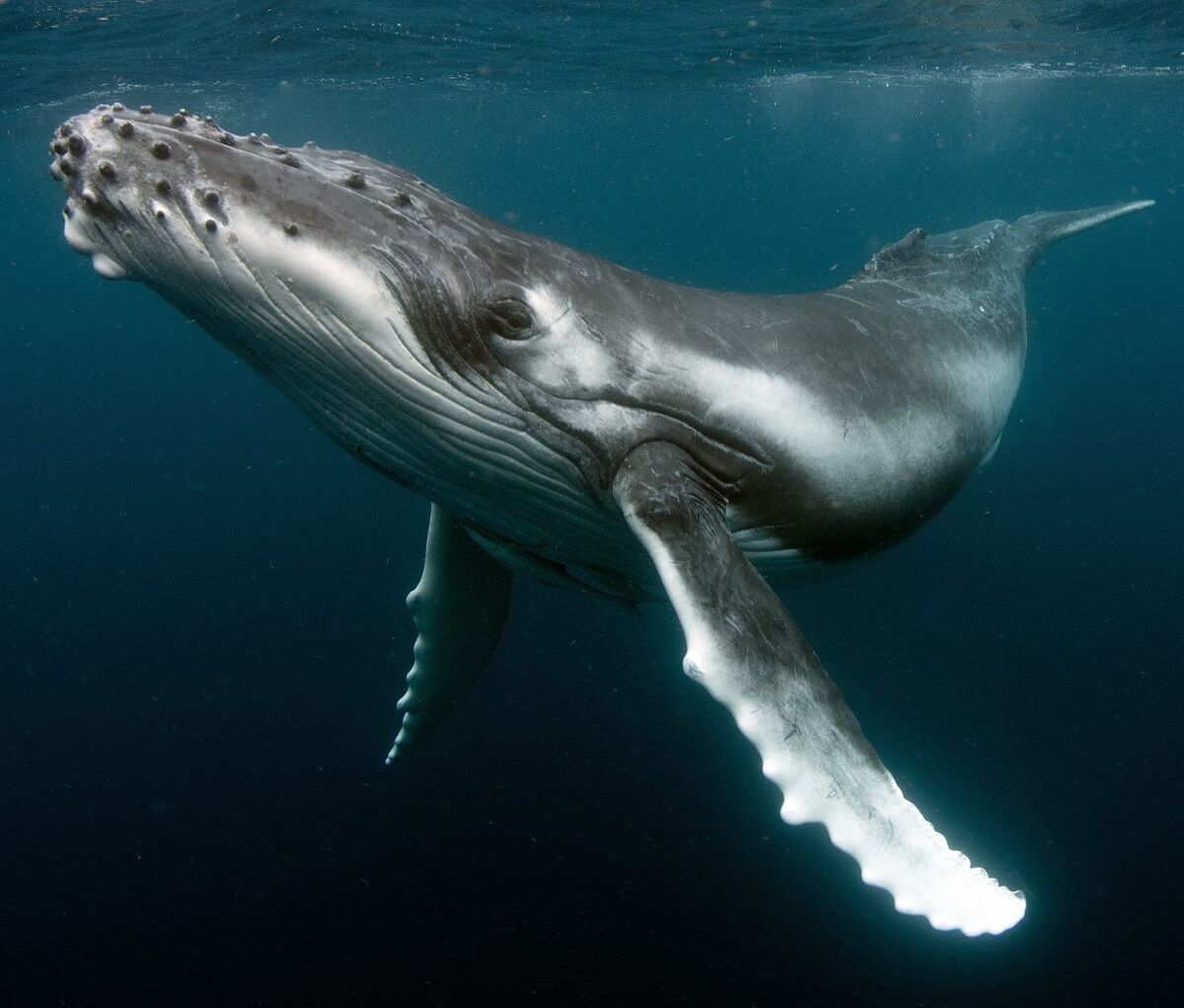 Humpback whale | Cetacea Wiki | Fandom