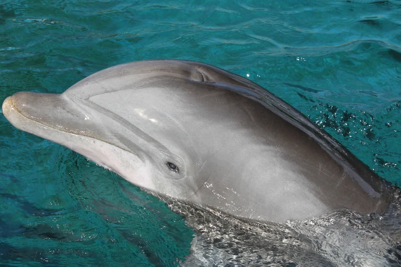 Puka (USN1988) Cetacea Wiki Fandom