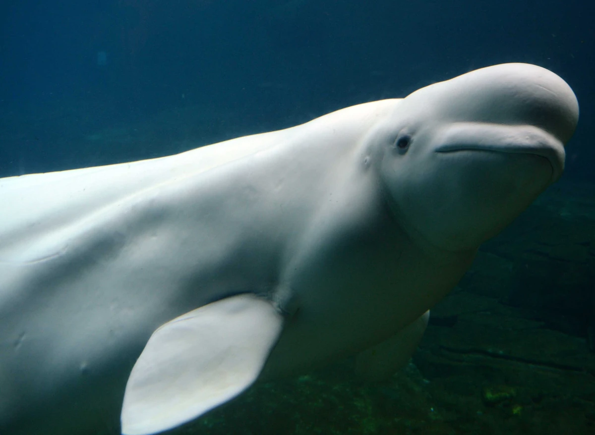 Beluga whale | Cetacea Wiki | Fandom