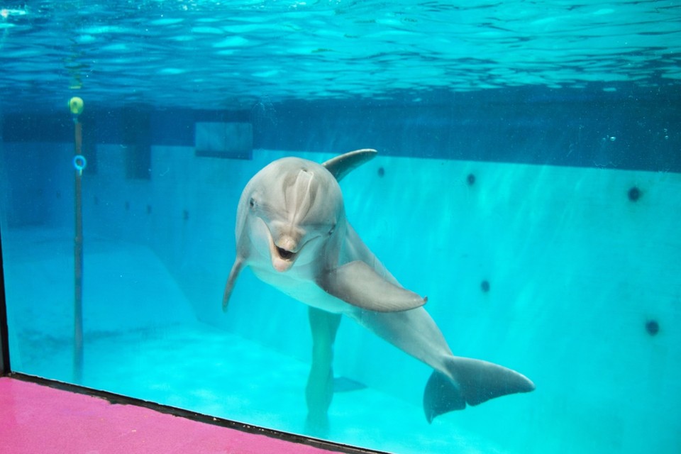 DOLPHIN Puck (DFZV-19XX) | Cetacea Wiki | Fandom