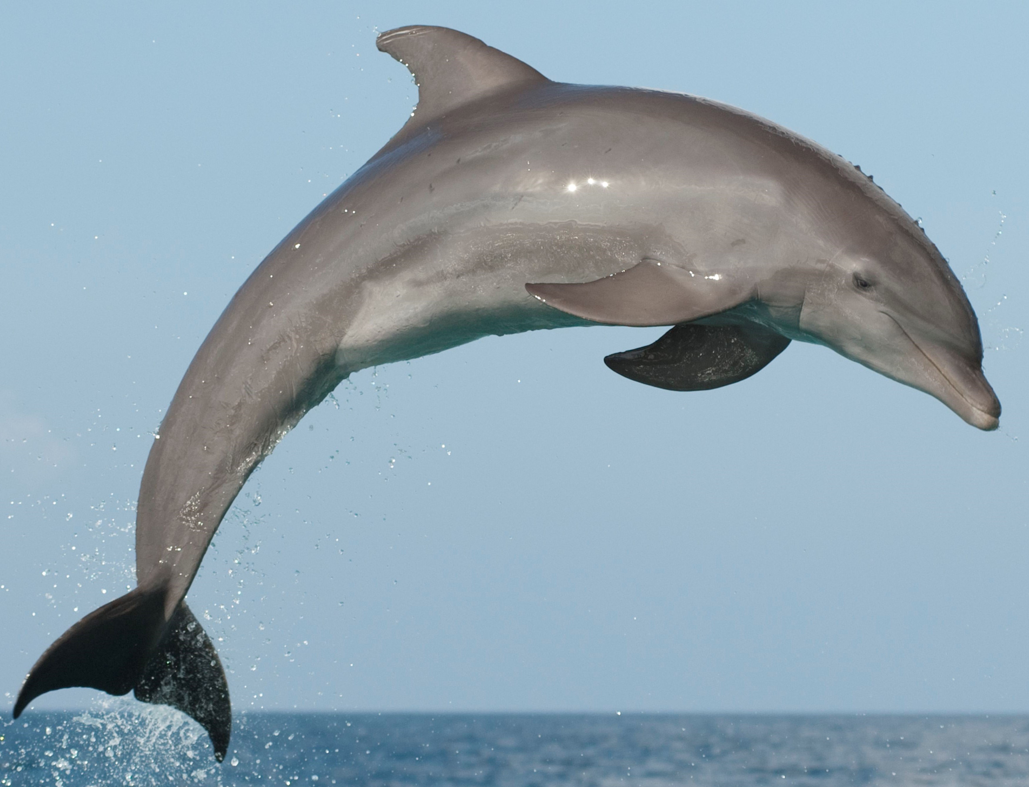 Common bottlenose dolphin | Cetacea Wiki | Fandom