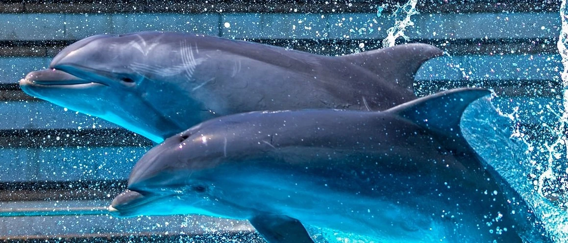 Bite's Calf (LJM-201X) | Cetacea Wiki | Fandom