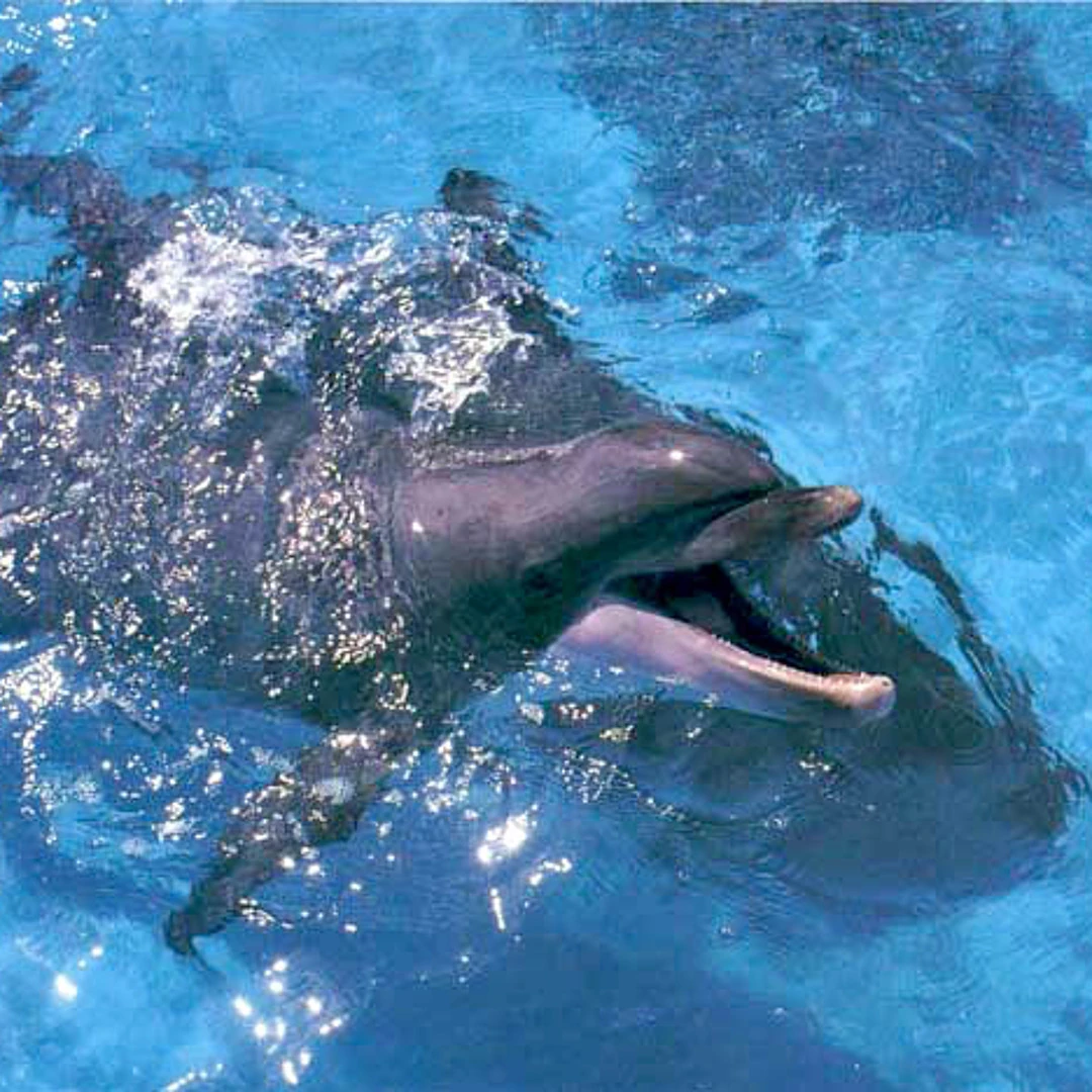 Ralph | Cetacean Wiki | Fandom