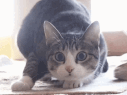 #kzn "Dancing Cat" GIF