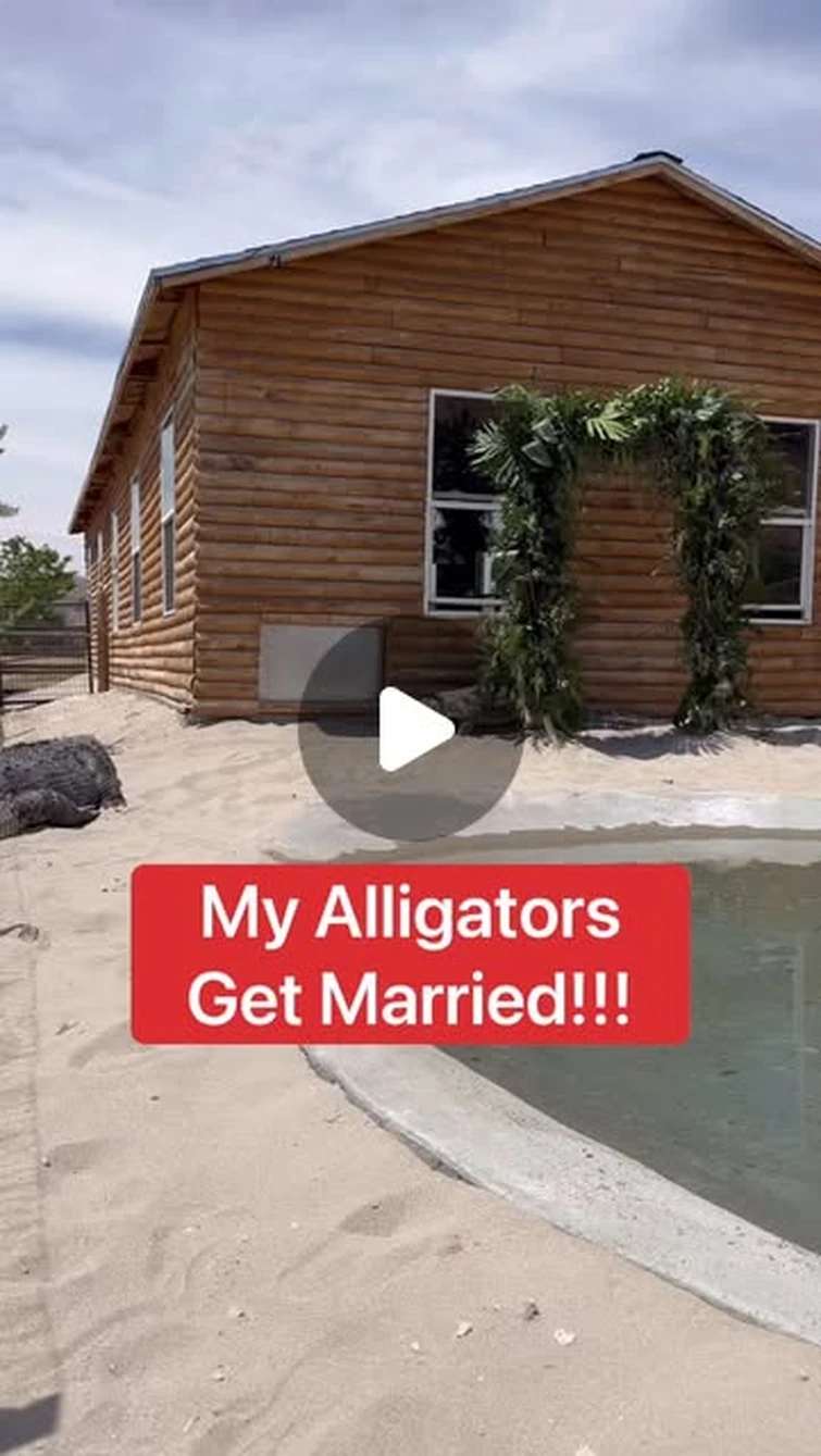Wildlife Educator | Animal YouTuber on Instagram: "My Alligators Got Married!!! 🐊❤️🐊 (1 Year Anniversary)"