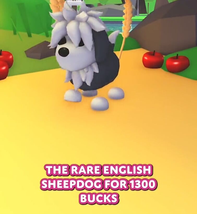 English Sheepdog, Adopt Me! Wiki