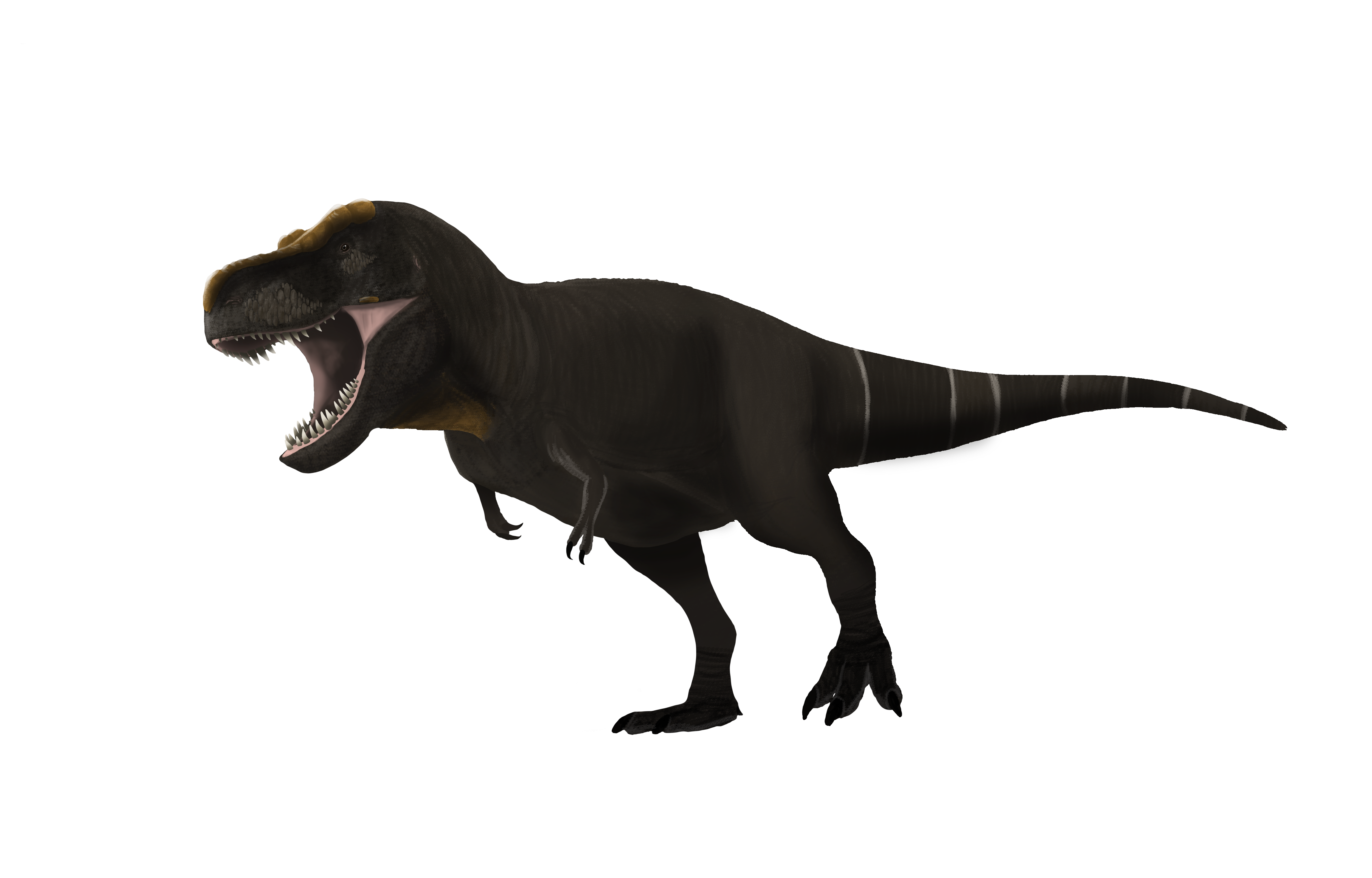 Shop For Tyrannosaurus Rex Extrait de Parfum by Zoologist