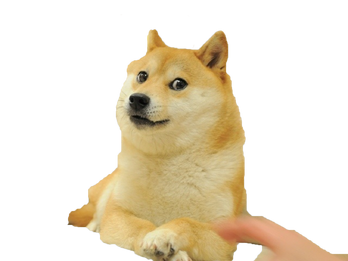 Shiba Inu  The Fandom Post