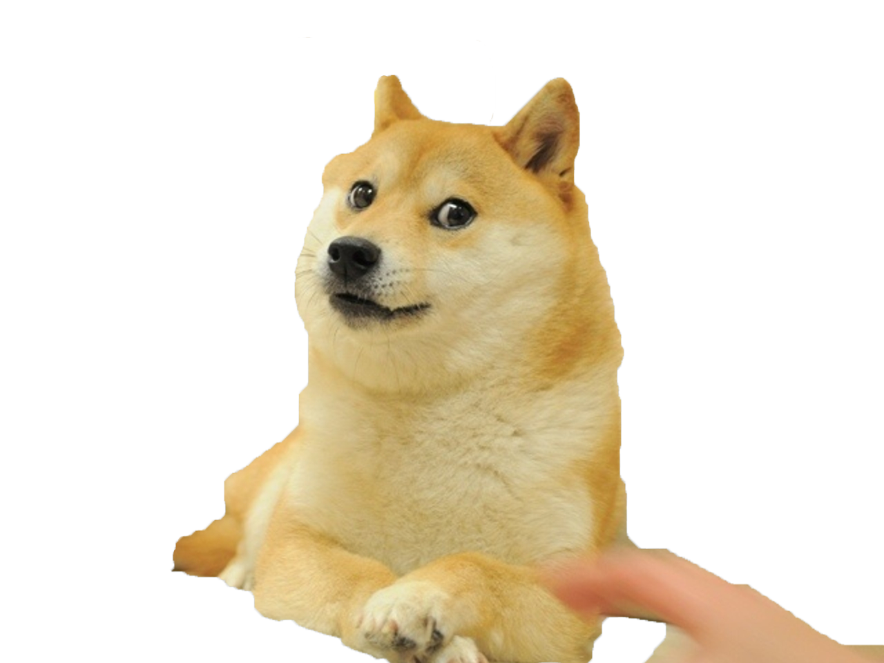 doge meme nascar