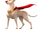 Krypto the Super-Dog