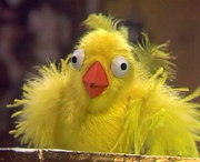 The Muppet Show Canary