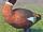 Australian Shelduck