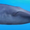 Whale (Wonder Pets)