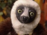 Zoboomafoo