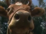 Cow (Kidsongs)