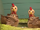 Chickens (CoCoMelon)