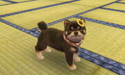 Nintendogs + Cats Aria