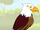Eagle (HooplaKidz)