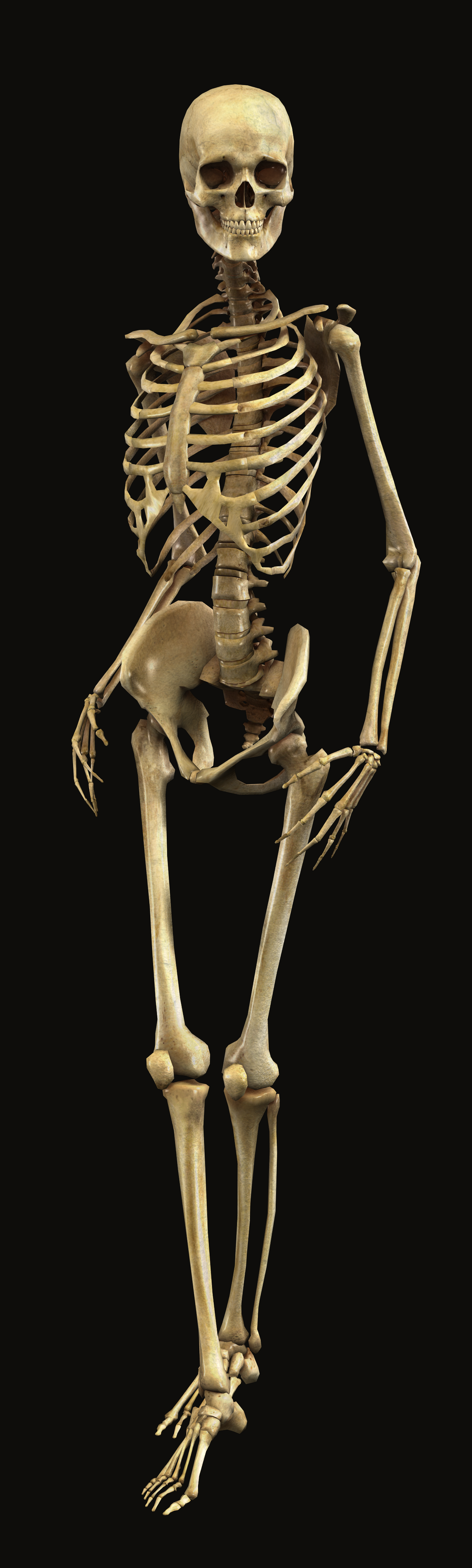 Grim reaper skeleton - 3D illustration of male human skeleton