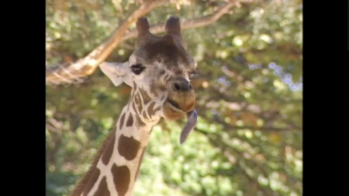 Giraffe (Barney & Friends) Fictional Characters Wiki Fandom