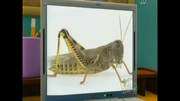 Grasshopper (Sid the Science Kid).png