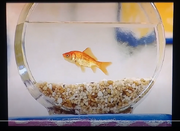 Dorothy swimming in her Fish Bowl.png