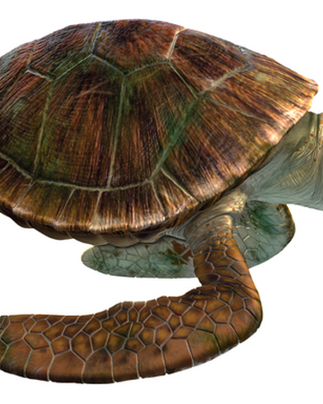 Crush The Turtle Fictional Characters Wiki Fandom Crush The Turtle Fictional Characters Wiki Fandom