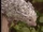 Porcupine (Barney & Friends)